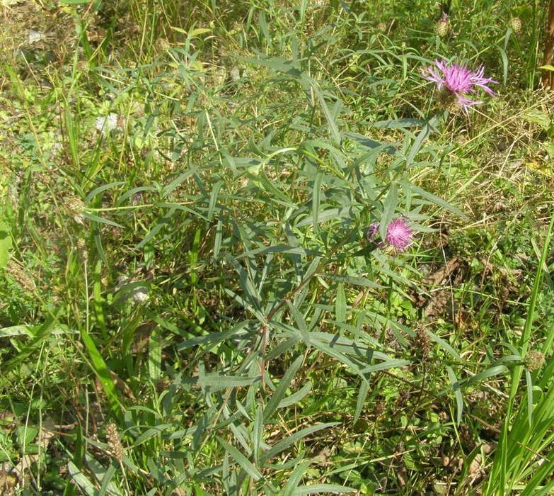 <i>Centaurea bugellensis</i> (Soldano) Soldano