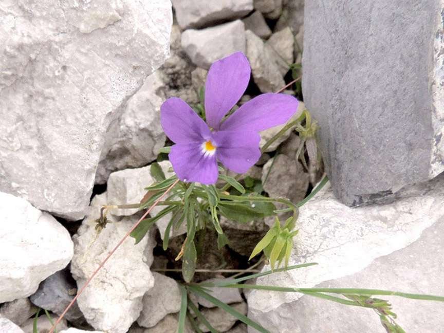 <i>Viola dubyana</i> Burnat ex Gremli