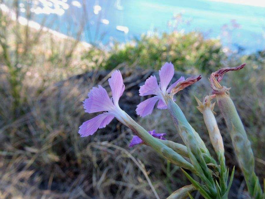 <i>Dianthus rupicola</i> Biv. subsp. <i>aeolicus</i> (Lojac.) Brullo & Miniss.