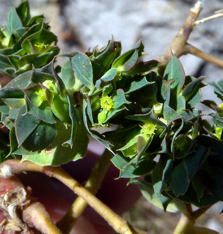 <i>Euphorbia falcata</i> L.