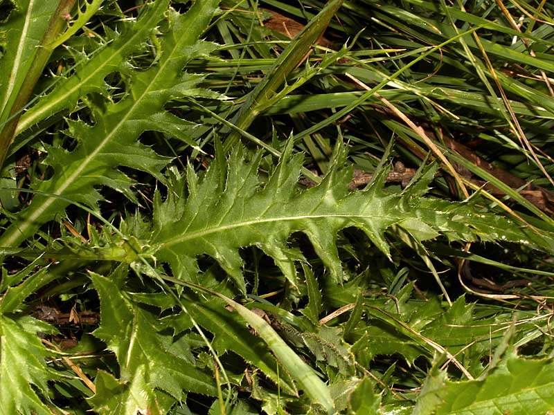 <i>Cirsium acaulon</i> (L.) Scop. subsp. <i>acaulon</i>