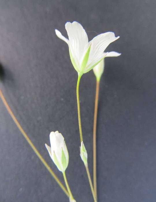 <i>Moenchia mantica</i> (L.) Bartl. subsp. <i>mantica</i>