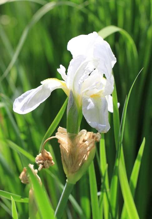 <i>Iris florentina</i> L.