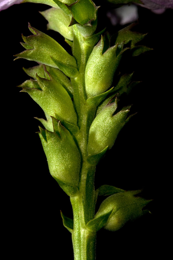 <i>Physostegia virginiana</i> (L.) Benth.