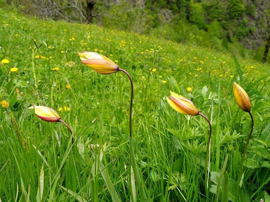 <i>Tulipa pumila</i> Moench