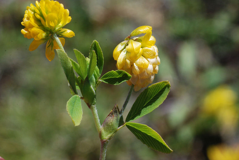<i>Trifolium aureum</i> Pollich subsp. <i>aureum</i>