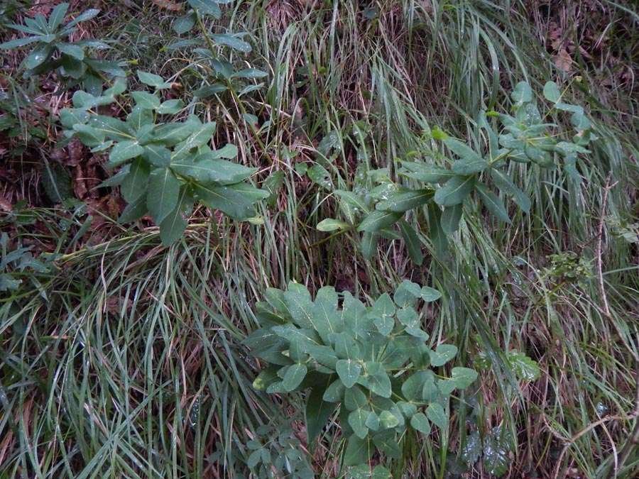 <i>Euphorbia hyberna</i> L. subsp. <i>insularis</i> (Boiss.) Briq.