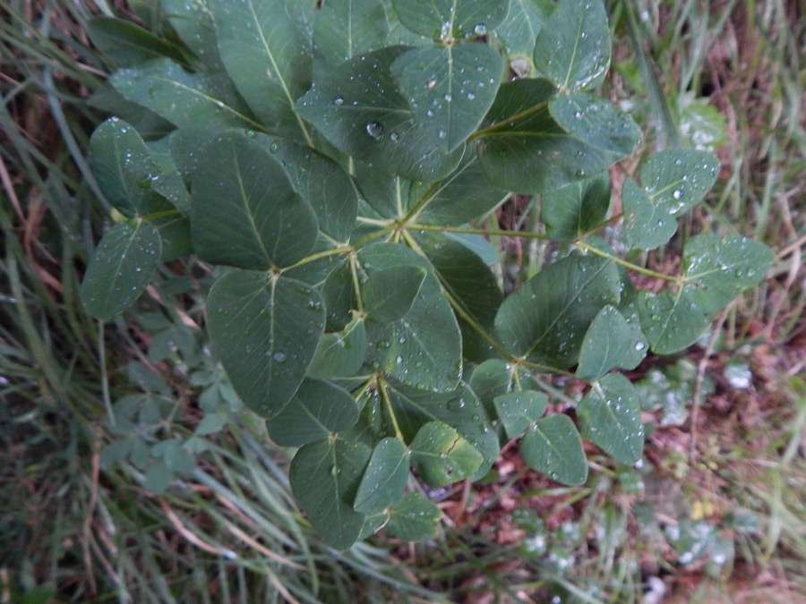 <i>Euphorbia hyberna</i> L. subsp. <i>insularis</i> (Boiss.) Briq.