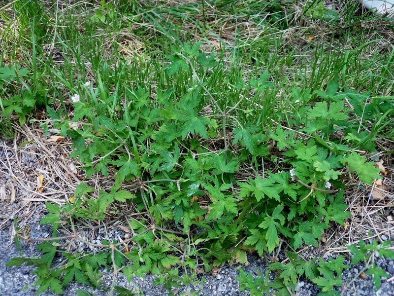 <i>Geranium sibiricum</i> L.