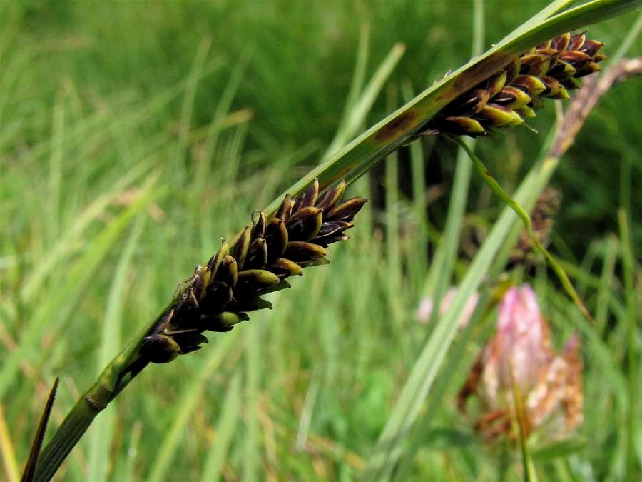 <i>Carex flacca</i> Schreb. subsp. <i>flacca</i>