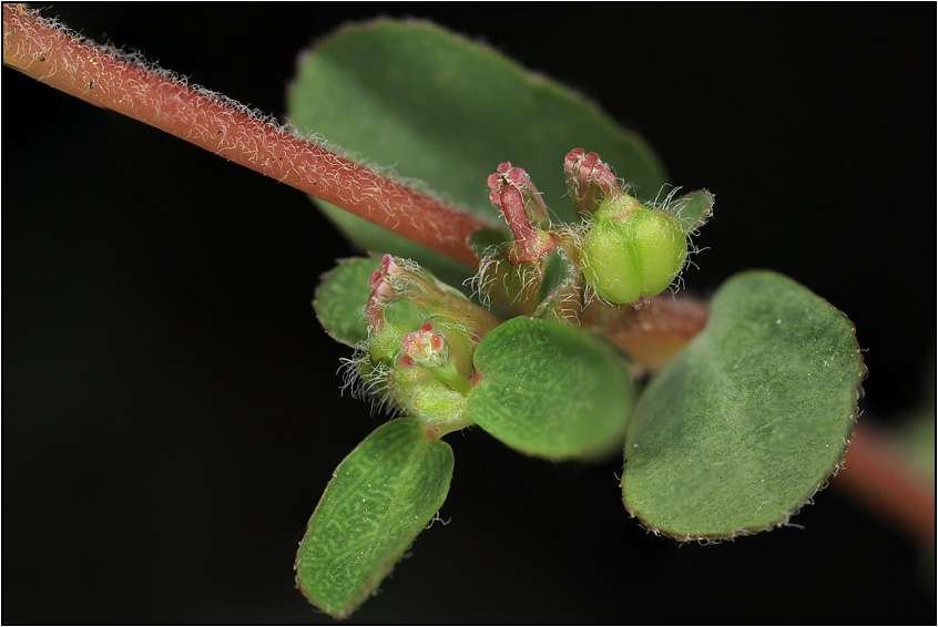 <i>Euphorbia prostrata</i> Aiton