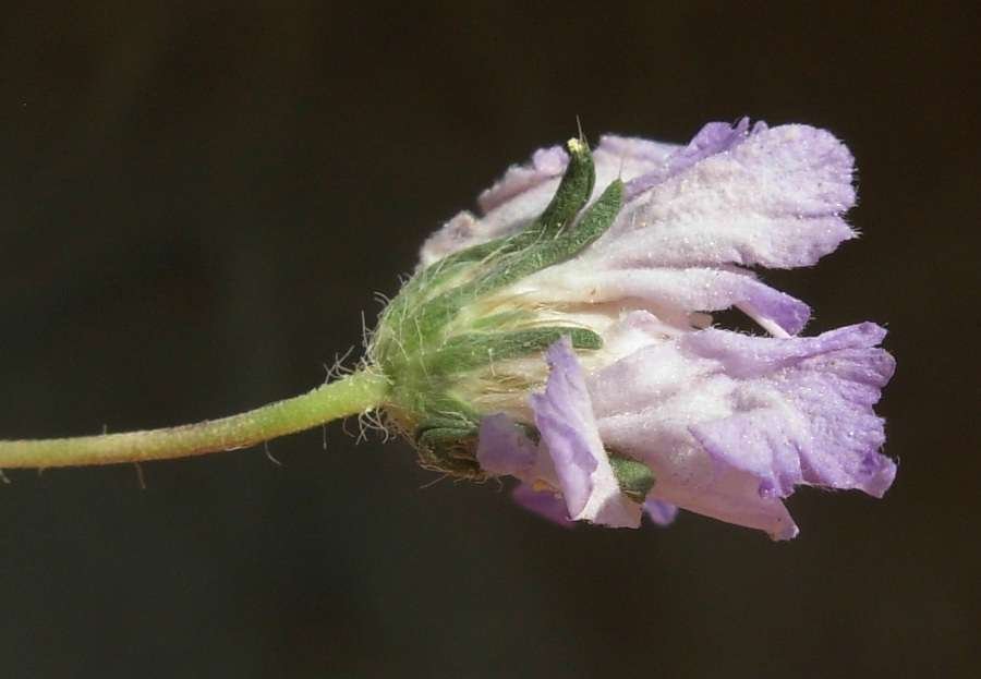 <i>Lomelosia argentea</i> (L.) Greuter & Burdet