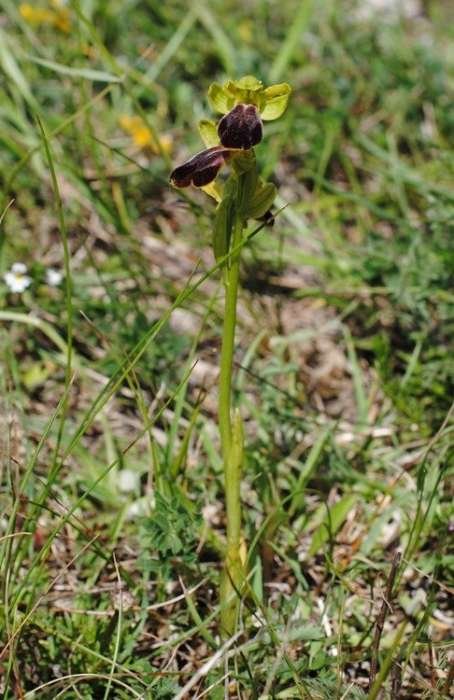 <i>Ophrys lucana</i> P.Delforge, Devillers-Tersch. & Devillers