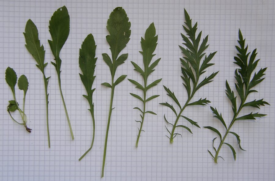 <i>Scabiosa columbaria</i> L. subsp. <i>columbaria</i>