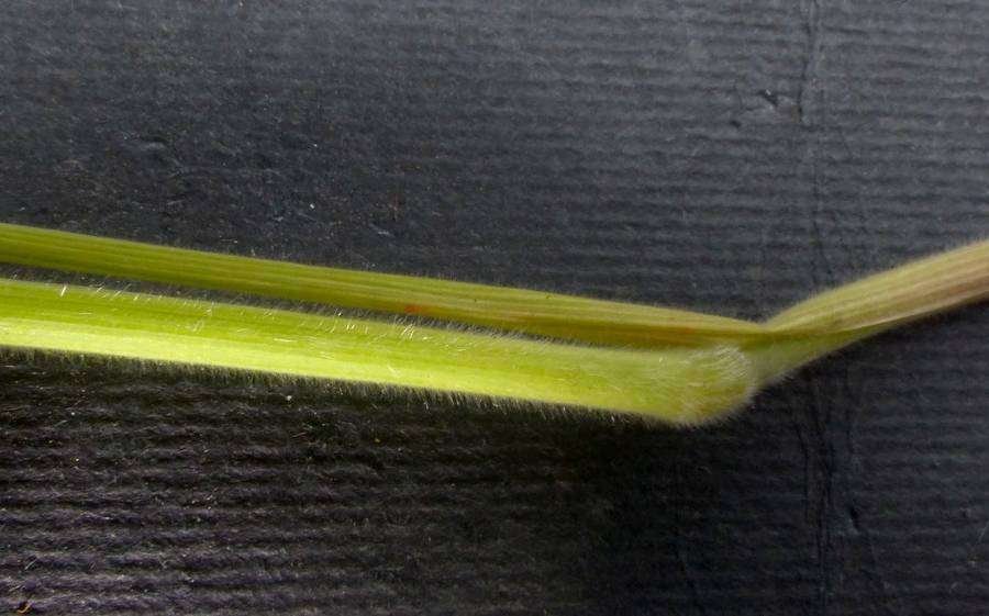 <i>Holcus lanatus</i> L. subsp. <i>lanatus</i>