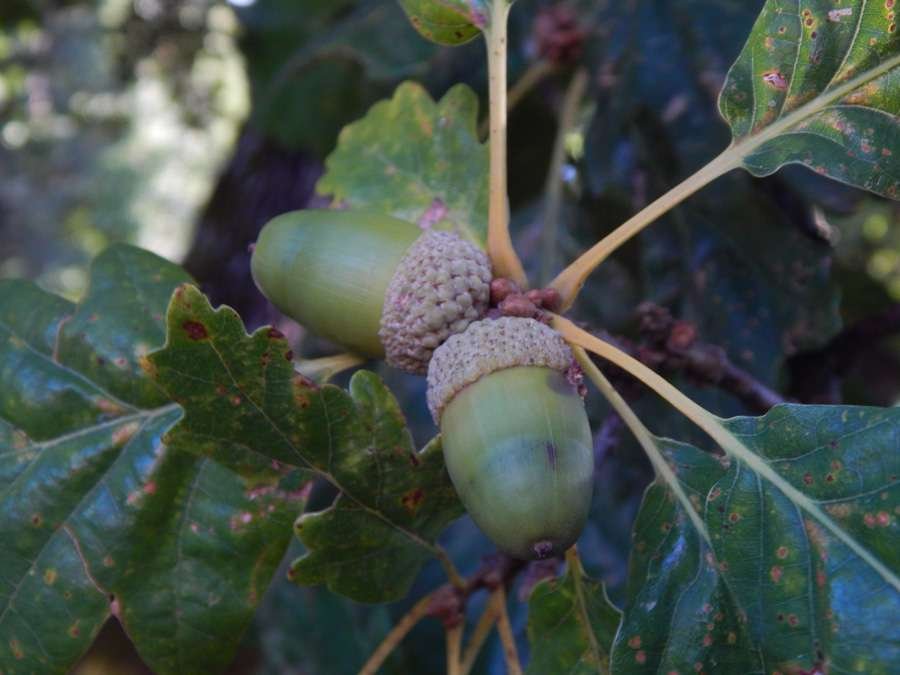 <i>Quercus petraea</i> (Matt.) Liebl.