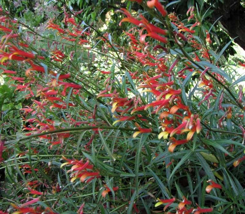 <i>Lobelia laxiflora</i> Kunth subsp. <i>laxiflora</i>