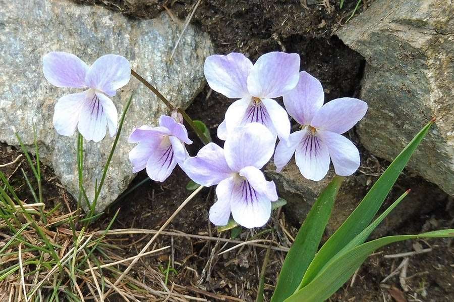 <i>Viola thomasiana</i> Songeon & E.P.Perrier