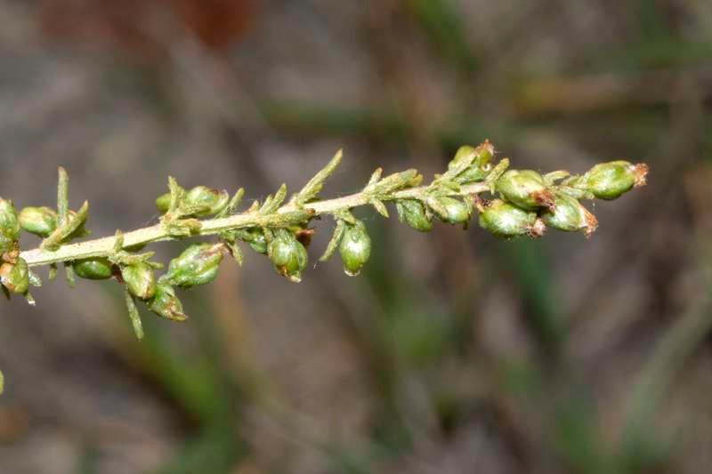 <i>Artemisia campestris</i> L. subsp. <i>campestris</i>