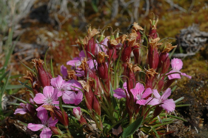 <i>Dianthus glacialis</i> Haenke subsp. <i>glacialis</i>