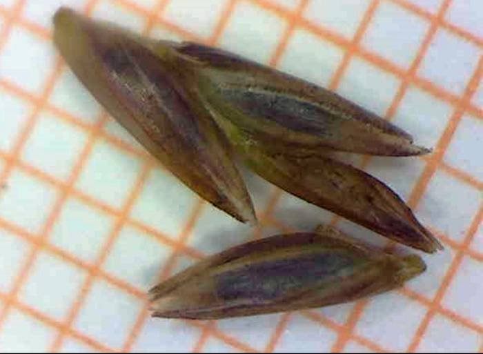 <i>Molinia caerulea</i> (L.) Moench