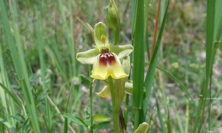 <i>Ophrys lacaitae</i> Lojac.