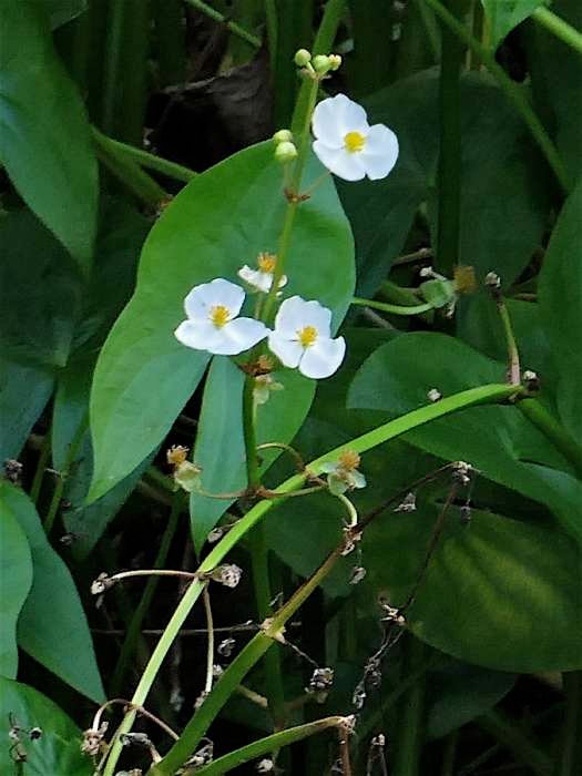 <i>Sagittaria latifolia</i> Willd.