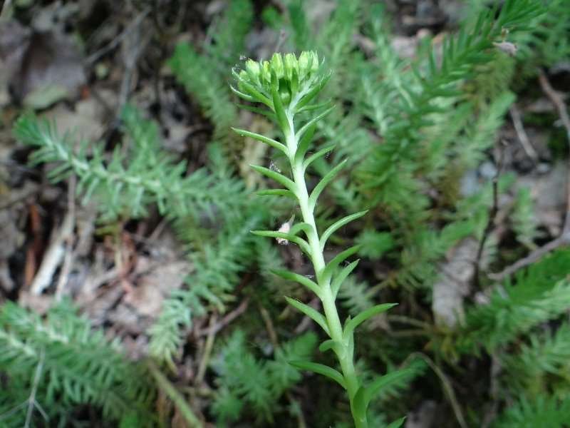 <i>Petrosedum montanum</i> (Songeon & E.P.Perrier) Grulich