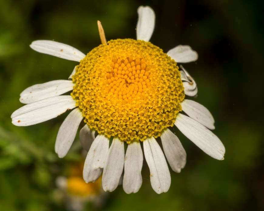 Asteraceae 03.jpg