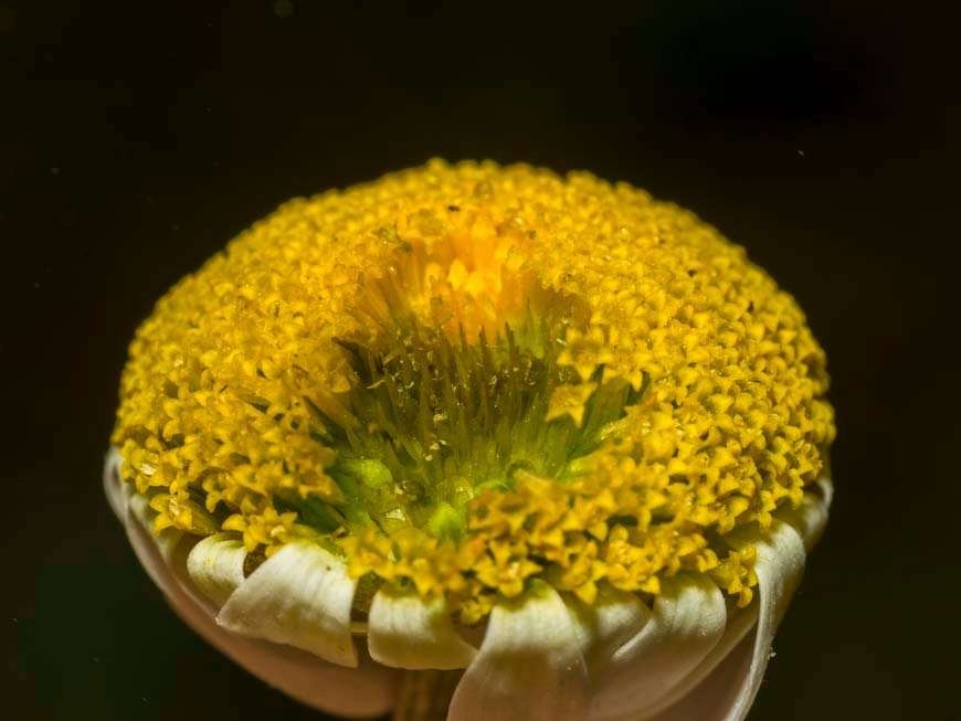 Asteraceae 05.jpg
