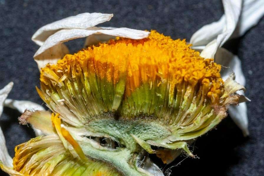 Asteraceae 06.jpg