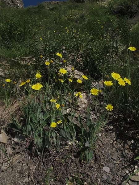 <i>Hieracium pellitum</i> Fr. subsp. <i>pseudolanatum</i> (Arv.-Touv.) Zahn