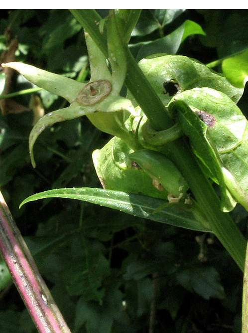 <i>Campanula persicifolia</i> L. subsp. <i>persicifolia</i>