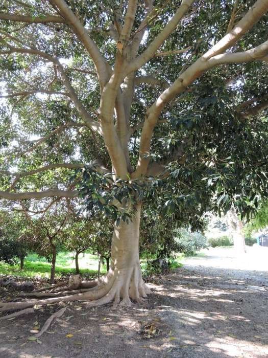 <i>Ficus watkinsiana</i> F.M.Bailey