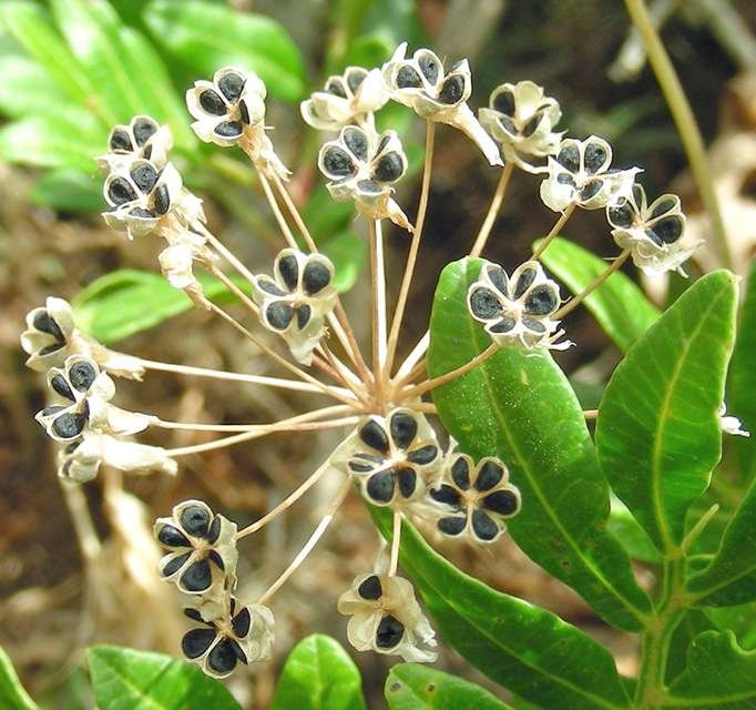 <i>Allium subhirsutum</i> L. subsp. <i>subhirsutum</i>