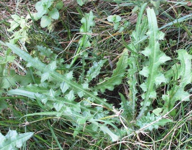 <i>Cirsium creticum</i> (Lam.) d'Urv. subsp. <i>triumfettii</i> (Lacaita) K.Werner