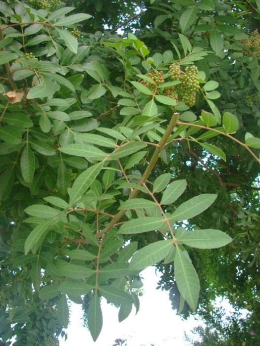 <i>Schinus terebinthifolia</i> Raddi