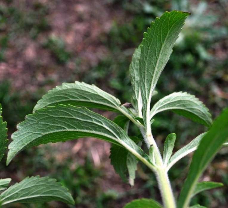 <i>Stevia rebaudiana</i> (Bertoni) Bertoni