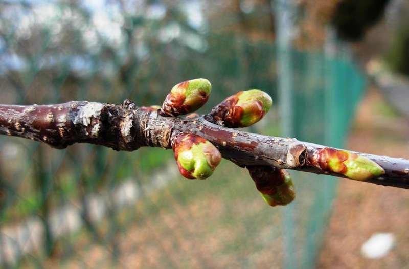 <i>Prunus avium</i> (L.) L.
