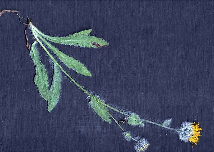 <i>Hieracium dentatum</i> Hoppe subsp. <i>subvillosum</i> Nägeli & Peter
