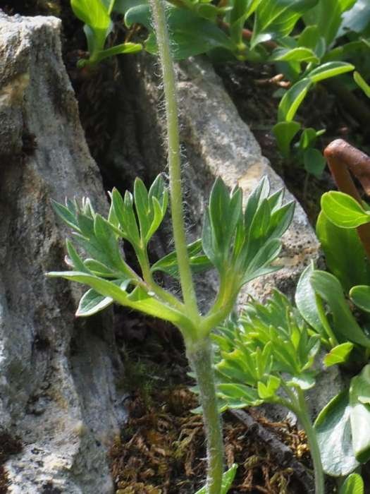 <i>Callianthemum coriandrifolium</i> Rchb.