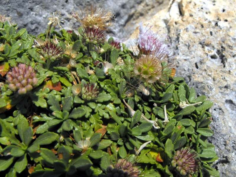 <i>Lomelosia crenata</i> (Cirillo) Greuter & Burdet subsp. <i>dallaportae</i> (Boiss.) Greuter & Burdet