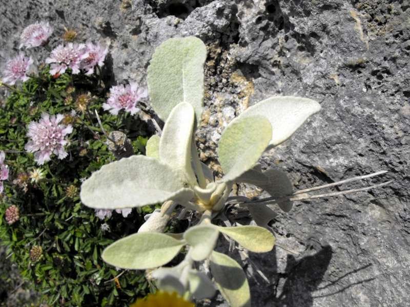 <i>Pentanema verbascifolium</i> (Willd.) D.Gut.Larr., Santos-Vicente, Anderb., E.Rico & M.M.Mart.Ort.