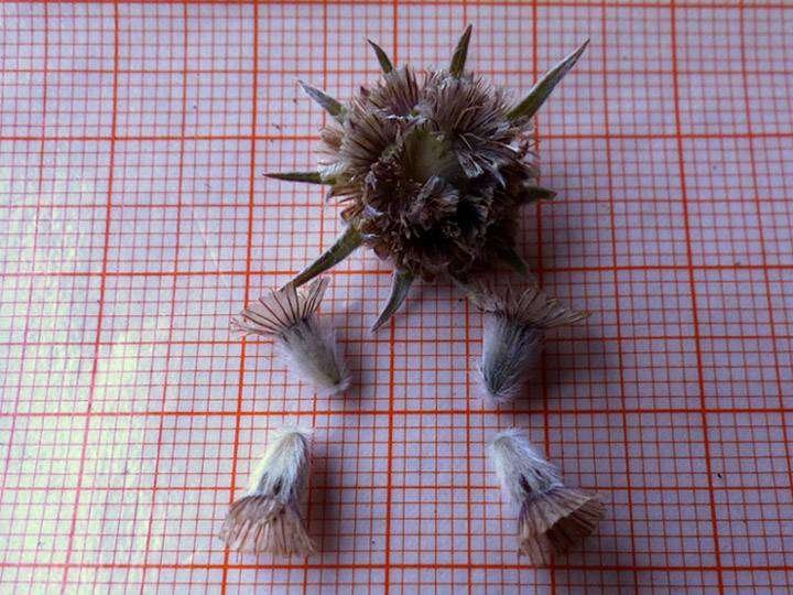 <i>Lomelosia graminifolia</i> (L.) Greuter & Burdet subsp. <i>graminifolia</i>