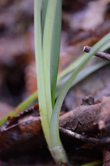 <i>Galanthus reginae-olgae</i> Orph. subsp. <i>reginae-olgae</i>
