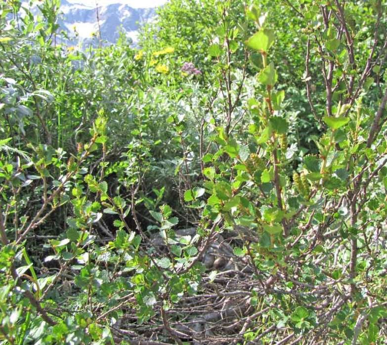 <i>Betula nana</i> L. subsp. <i>nana</i>