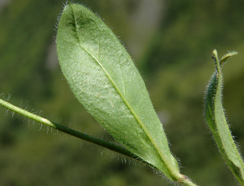 <i>Pilosella aurantiaca</i> (L.) F.W.Schultz & Sch.Bip.