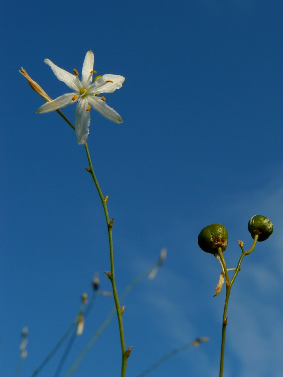 <i>Anthericum ramosum</i> L.