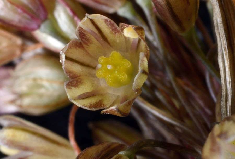 <i>Allium oporinanthum</i> Brullo, Pavone & Salmeri