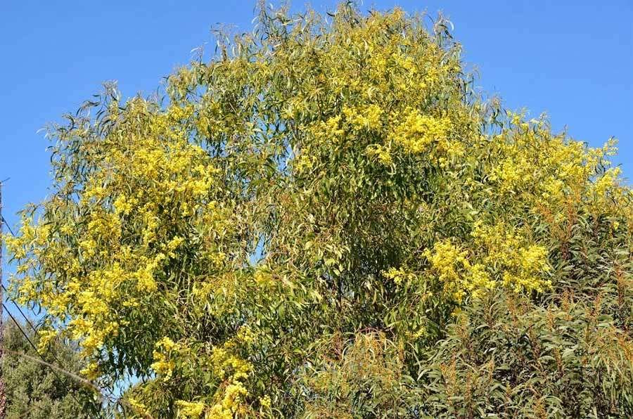 <i>Acacia pycnantha</i> Benth.
